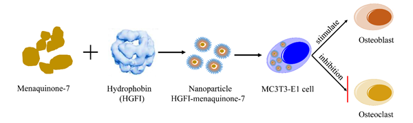 图1 载体蛋白对维生素K2进行亲水改性并促进成骨细胞分化的示意图.png