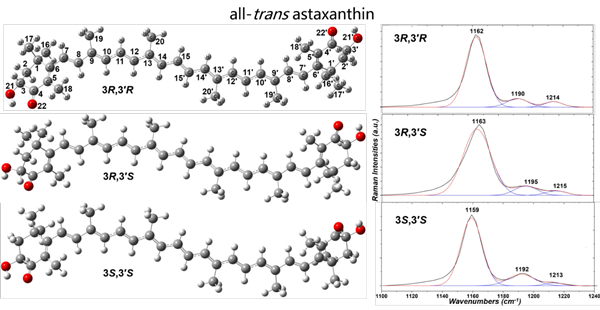 不同手性虾青素分子的结构和拉曼光谱.png